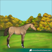 Horse Color:Buckskin Dun