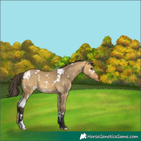 Horse Color:White Spotted Buckskin Dun