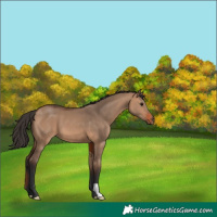 Horse Color:Bay Dun 