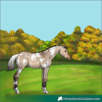 Horse Color:White Spotted Bay Dun