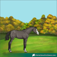 Horse Color:Smoky Grullo Sabino