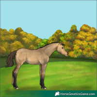 Horse Color:Buckskin Dun