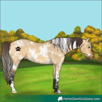 Horse Color:White Spotted Buckskin Dun 