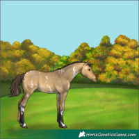 Horse Color:White Spotted Buckskin Dun 