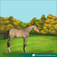 Horse Color:Buckskin Dun