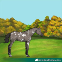 Horse Color:White Spotted Smoky Grullo 