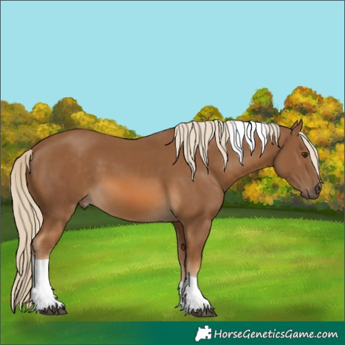 Horse Color:Chocolate Palomino Tobiano 