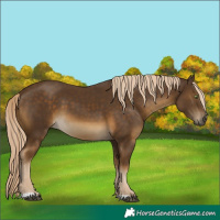 Horse Color:Chocolate Palomino 