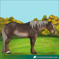 Horse Color:Liver Chestnut 