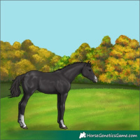 Horse Color:Smoky Black Sabino 