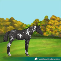 Horse Color:White Spotted Smoky Black 