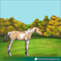 Horse Color:White Spotted Buckskin Dun 