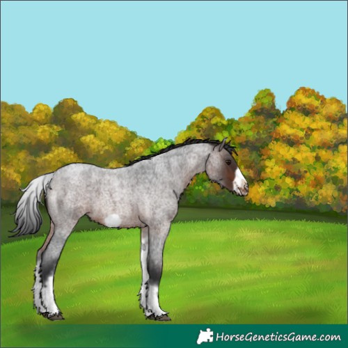 Horse Color:White Spotted Brown Roan Frame 