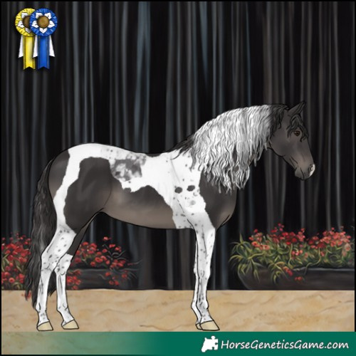 Horse Color:Smoky Black Tobiano 
