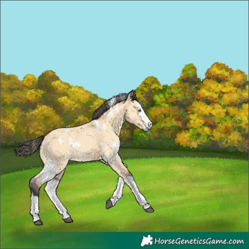 Horse Color:White Spotted Buckskin Dun Splash 
