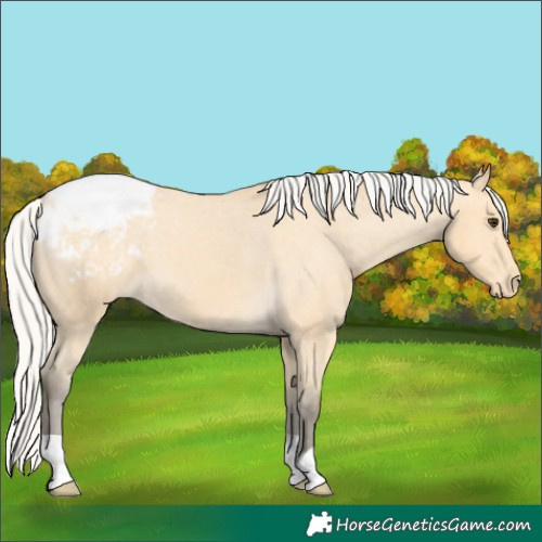 Horse Color:Silver Buckskin Appaloosa 