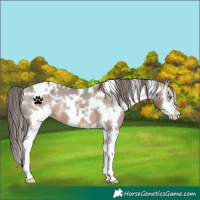 Horse Color:White Spotted Brown Dun Sabino Varnish 