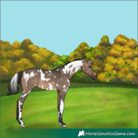Horse Color:White Spotted Brown Dun