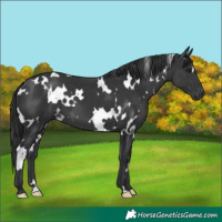 Horse Color:White Spotted Black 