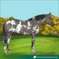 Horse Color:White Spotted Grullo 
