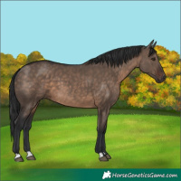 Horse Color:Brown Dun