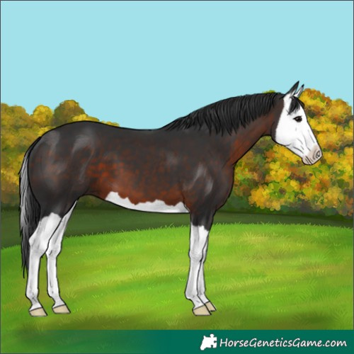Horse Color:Brown Splash 