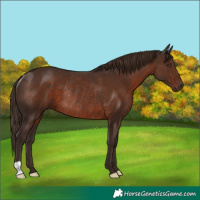 Horse Color:Liver Chestnut Rabicano 