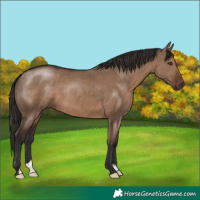 Horse Color:Liver Red Dun
