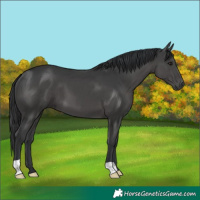 Horse Color:Black 