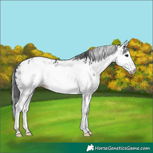 Horse Color:White Spotted Black Splash Frame Appaloosa 