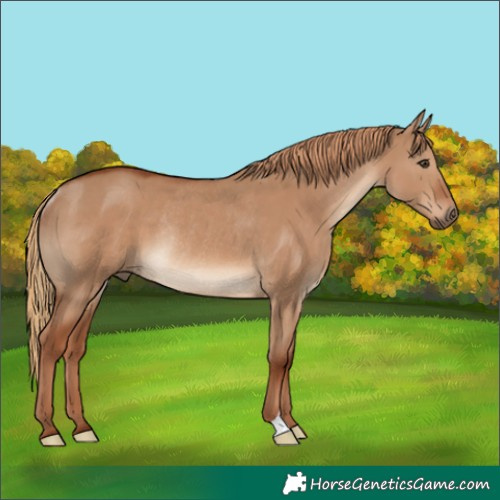 Horse Color:Red Dun Rabicano
