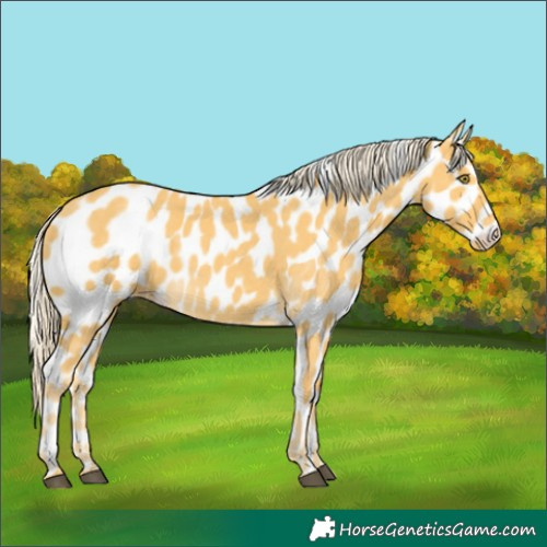 Horse Color:Palomino Appaloosa 