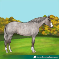 Horse Color:Silver Blue Roan 