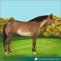 Horse Color:Gray Amber Champagne