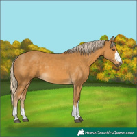 Horse Color:Palomino