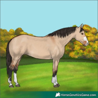 Horse Color:Bay Dun