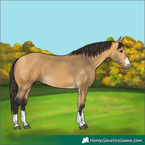 Horse Color:Buckskin