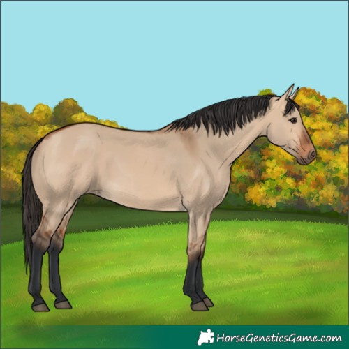Horse Color:Bay Dun