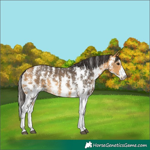Horse Color:Buckskin Sabino 