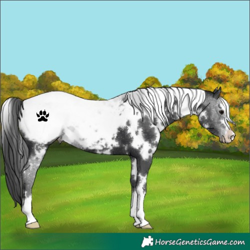 Horse Color:White Spotted Black Snowcap