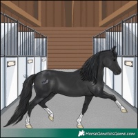Horse Color:Black 