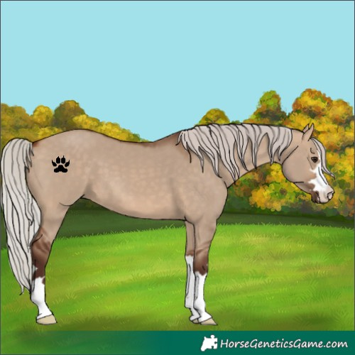 Horse Color:Silver Bay Dun