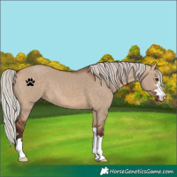Horse Color:Silver Bay Dun 