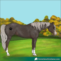 Horse Color:Silver Black Varnish 