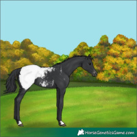 Horse Color:Black Snowcap