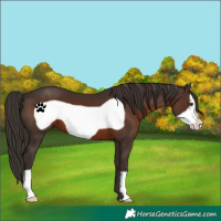 Horse Color:Liver Chestnut Frame
