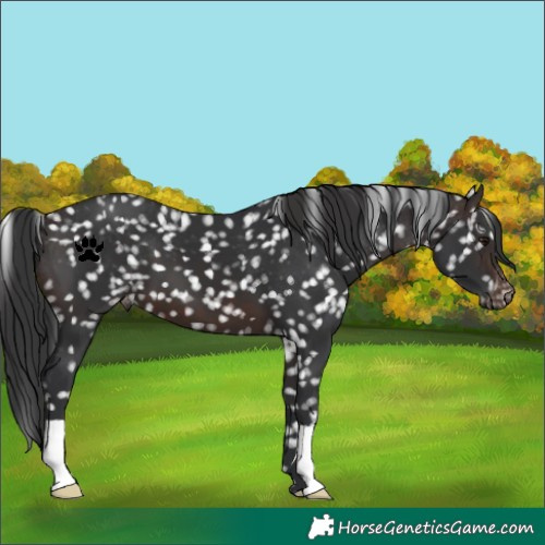 Horse Color:Brown Snowflake Varnish