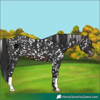 Horse Color:Brown Snowflake Varnish 