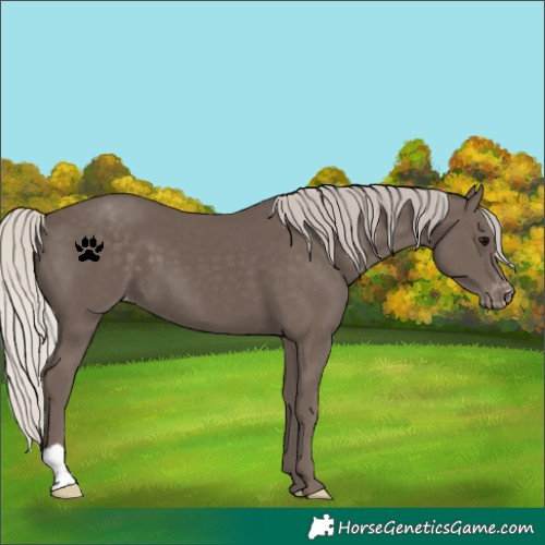 Horse Color:Silver Black Varnish 
