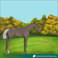 Horse Color:Silver Black Varnish